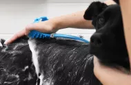 Ručná masážna sprcha pre zvieracich miláčikov